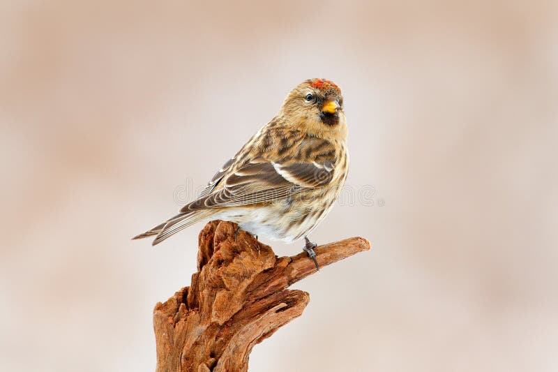 Common Linnet, Carduelis cannabina, songbird sitting on the nice lichen tree branch, Czech. Bird in nature. Spring tit with beauti royalty free stock photos