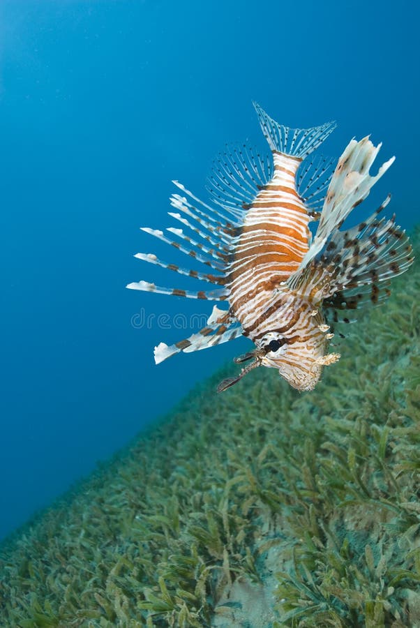 Common lionfish hovering close to the seabed.