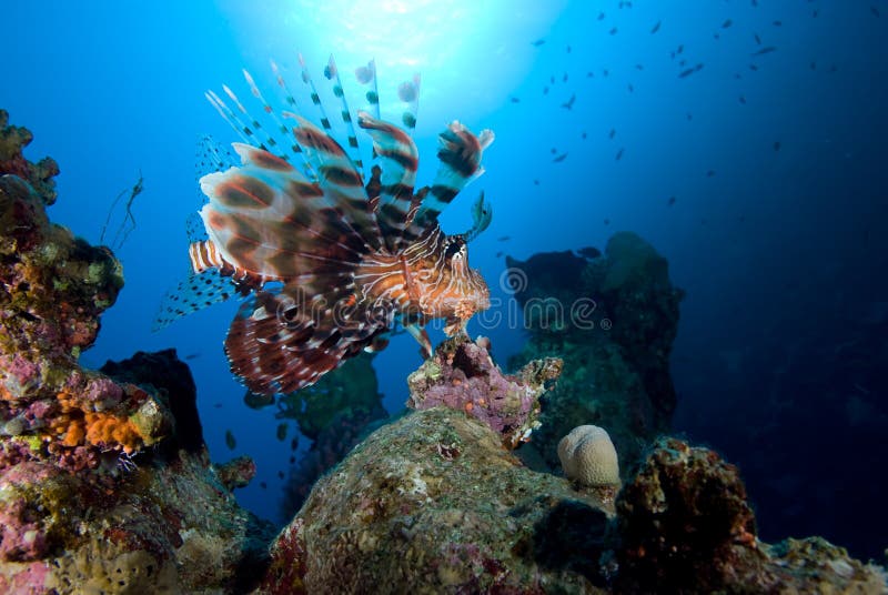 Common lionfish (Pterois miles)