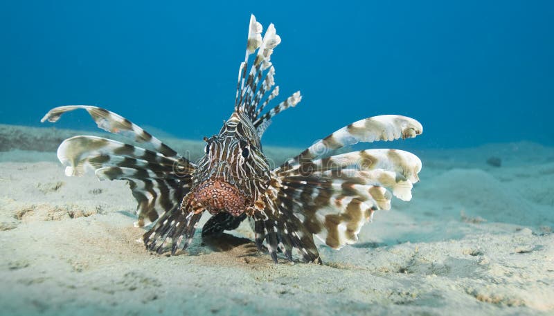 Common lionfish on the sandy seabed.