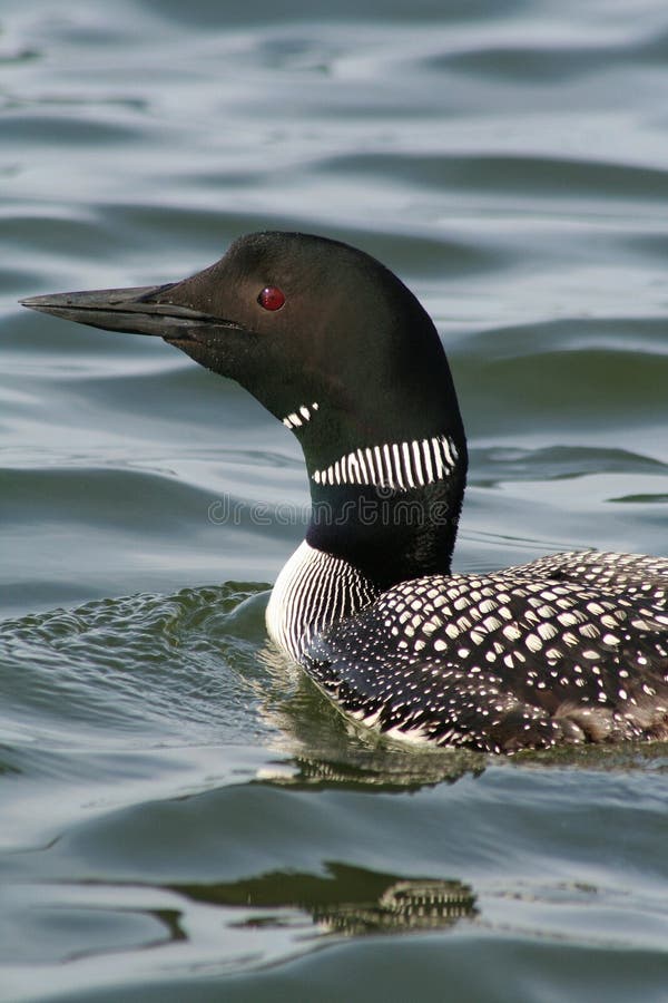 Common Loon