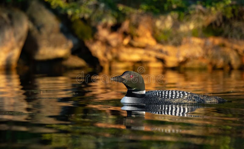 A Common Loon in Acadia National Park