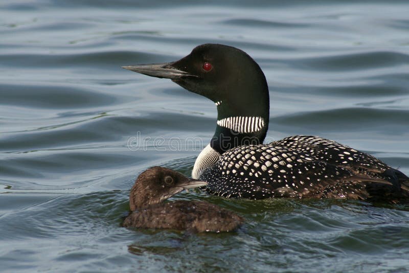 Common Loon with Chick