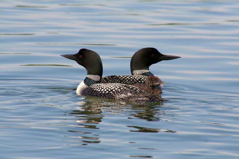 Common Loon Family