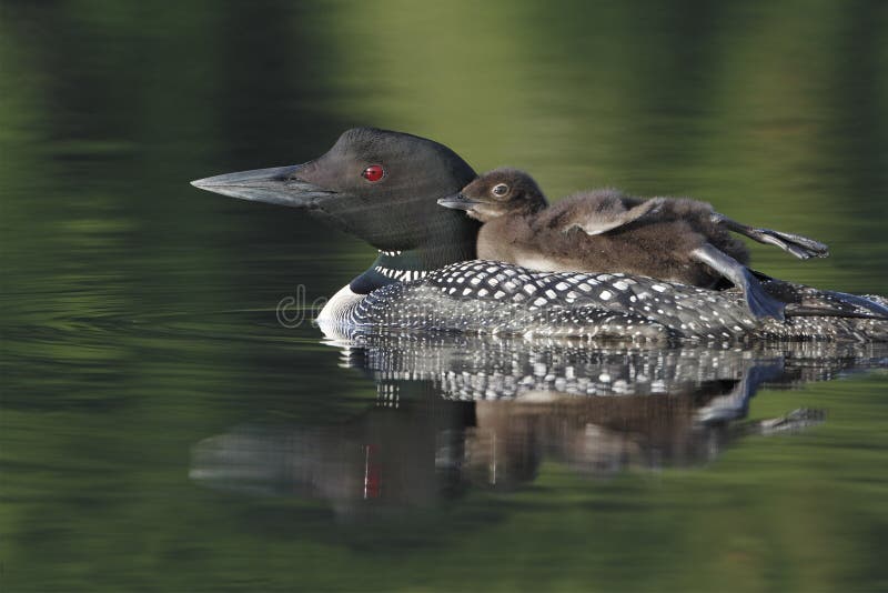 Common Loon (Gavia immer)