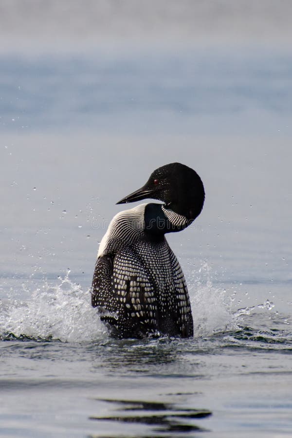 Common Loon standing on water