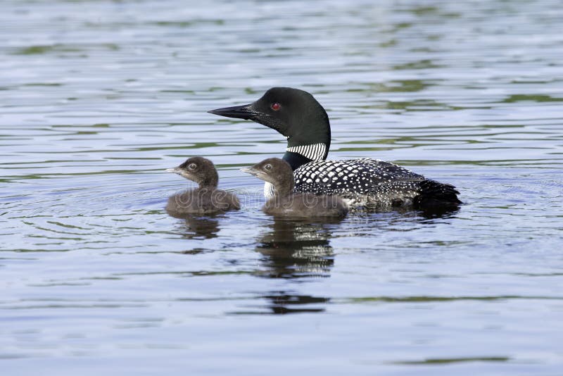 Adulti loon comune con due pulcini di tutte in cerca di sinistra con acquamarina acqua del lago come sfondo.