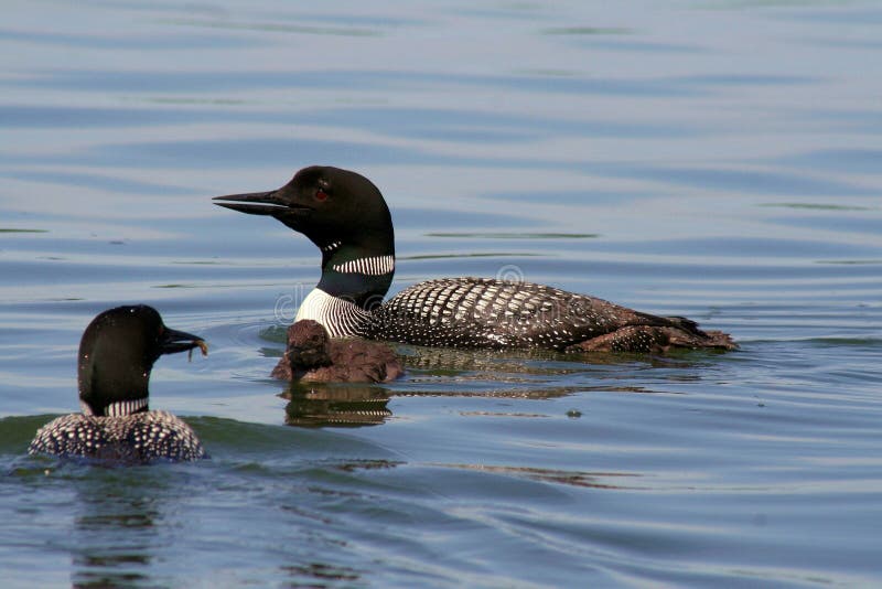 Common Loons Feeding Chick