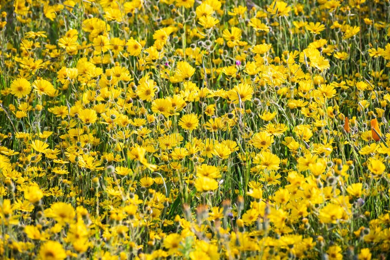 Wildflowers Blooming on the Shoreline of Hetch Hetchy Reservoir in a ...