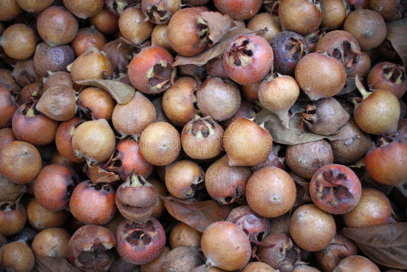 Common medlar Mespilus germanica, healthy organic food from nature, medlar. fresh organic medlars background texture. fruit. stock photography Common medlar Mespilus germanica, healthy organic food from nature, medlar. fresh organic medlars background texture. fruit. stock photography