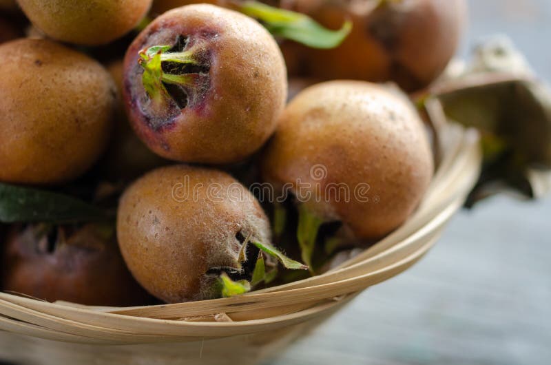 Common Medlars Mespilus Germanica, Fruit Stock Photo Image of medlars