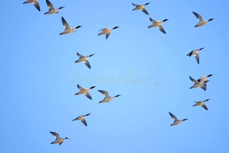 Common Merganser