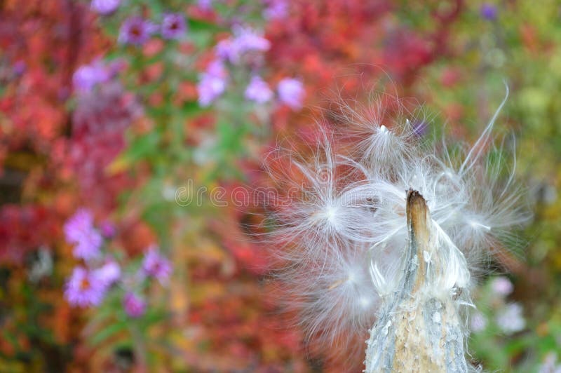 Download Common Milkweed Seed Pod - Follicle Stock Image - Image of flora, marshy: 103639545