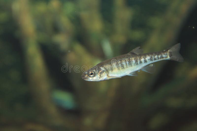 Common minnow