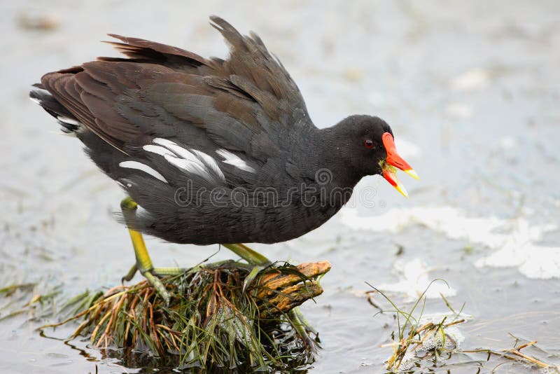 Common Moorhen