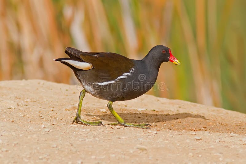 Common Moorhen