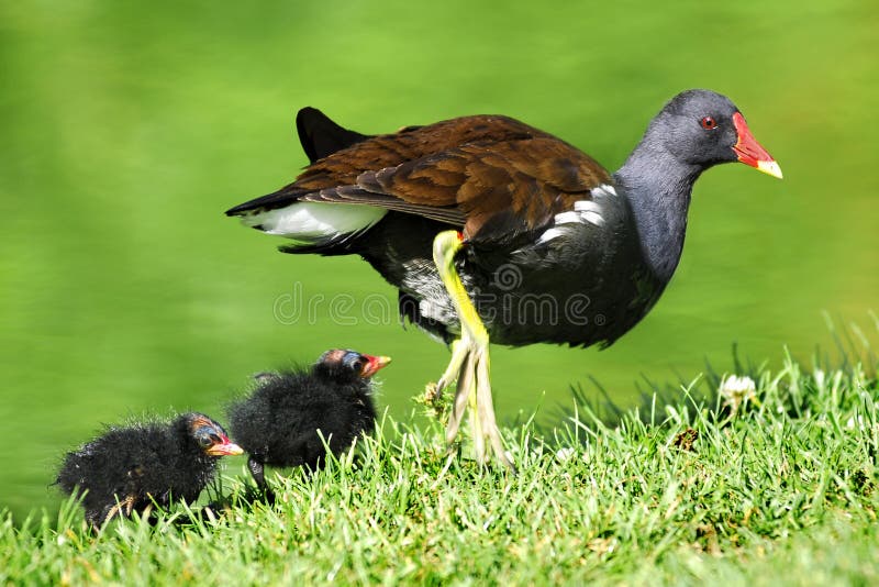 Common Moorhen and chicks