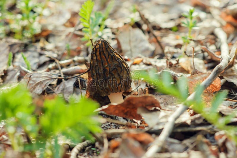 Common morel fungus (Morchella esculenta) stock images Common morel fungus (Morchella esculenta) stock images