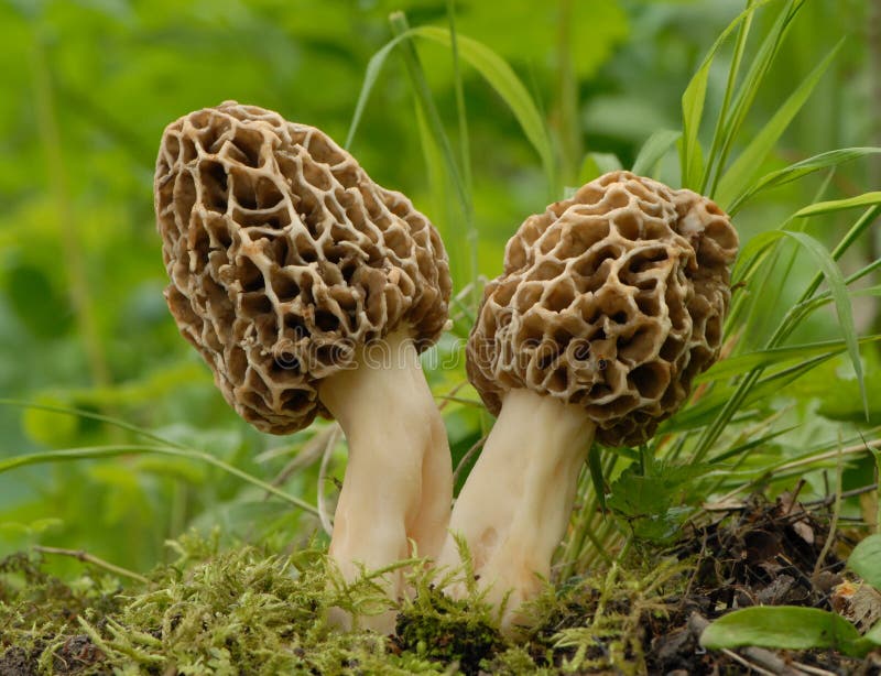 Dvě společný houba v les 