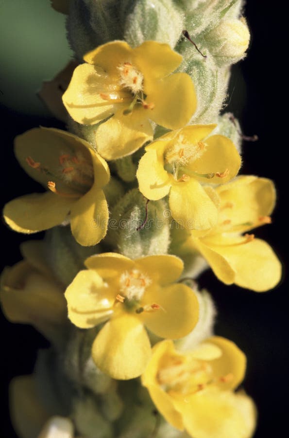 Close-up of Common Mullein wildflower in blossom growing in Lake in the Hills Fen Nature Preserve Illinois     39021   Verbascum thapsus. Close-up of Common Mullein wildflower in blossom growing in Lake in the Hills Fen Nature Preserve Illinois     39021   Verbascum thapsus