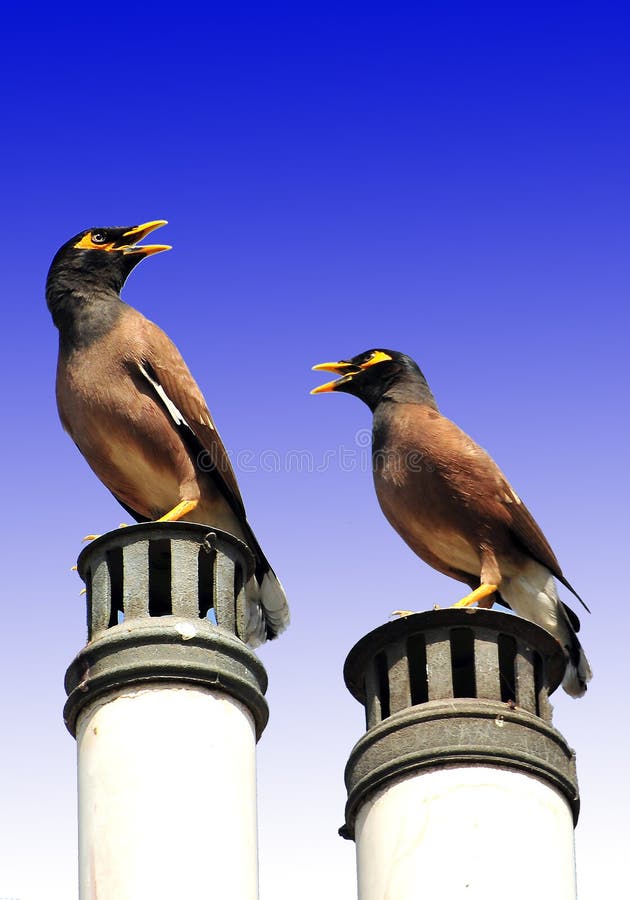 Common myna