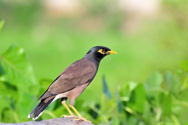 Common myna in green