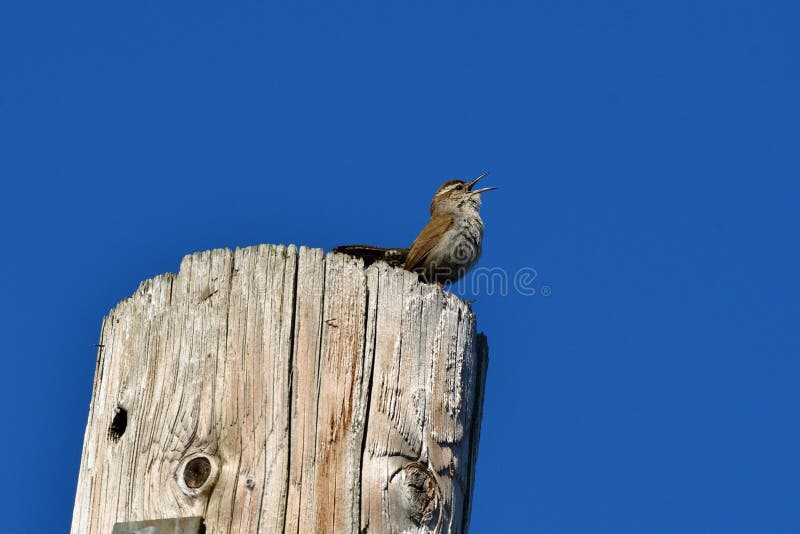 Singing Common Nightingale Stock Photo - Download Image Now