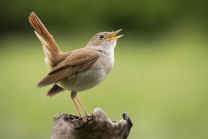 Common Nightingale Luscinia megarhynchos, beautiful small orange songbird with long turned up tail, standing on on branch.