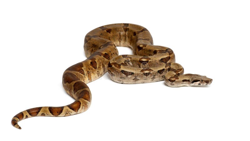 all white boa constrictor all white boa constrictor