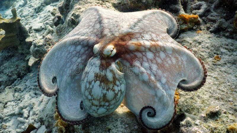 A common caribbean octopus posing in front of the camera. A common caribbean octopus posing in front of the camera