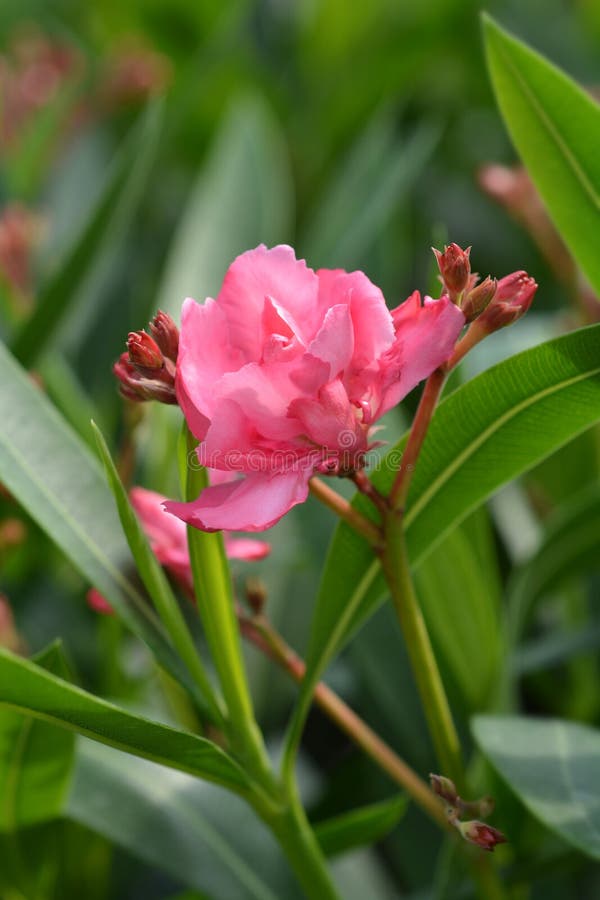 Common Oleander Stock Image Image Of Close Flower 139106755