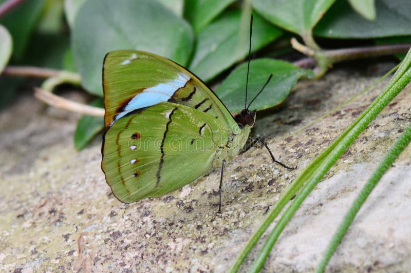 Common Olive Wing Butterfly Stock Photos Free & RoyaltyFree Stock