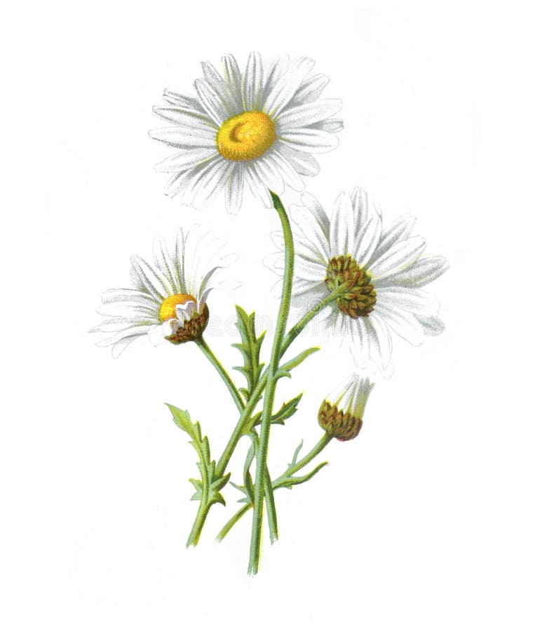 Common ox eye daisy  flower. leucanthemum vulgare, oxyey daisy, dog daisy or marguerite Antique hand drawn flowers illustration.