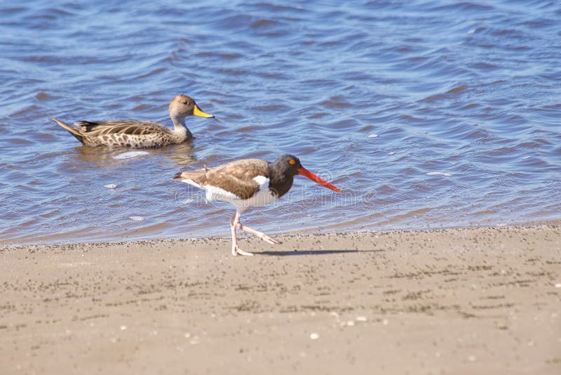 Common Oyster Walking on the Sand Stock Photo Image of ducks