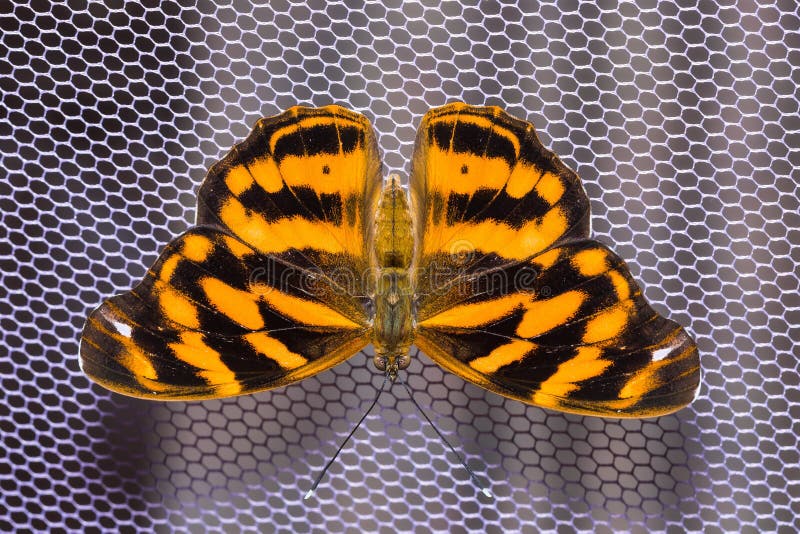 Common Pasha butterfly