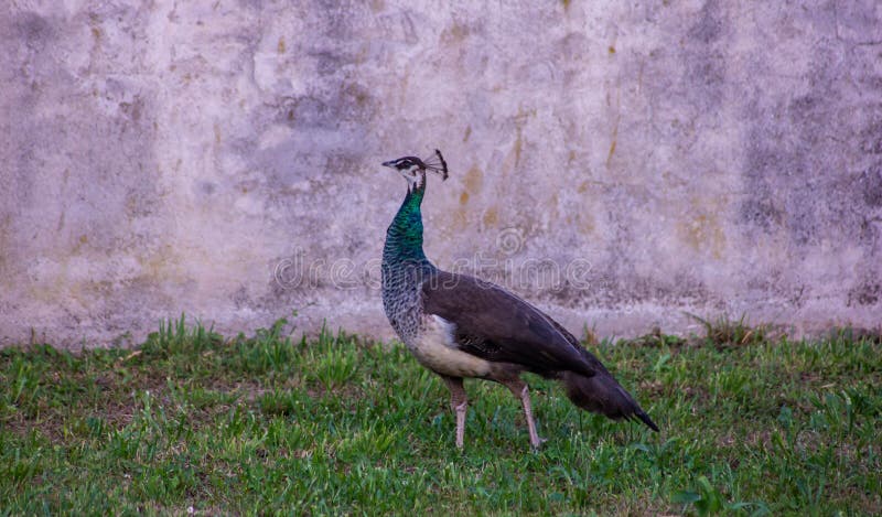 The Common Peacock Or Blue Peacock Also Known As The Indian Peacock Is