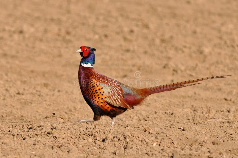 Male of common pheasant is colorful beautiful bird