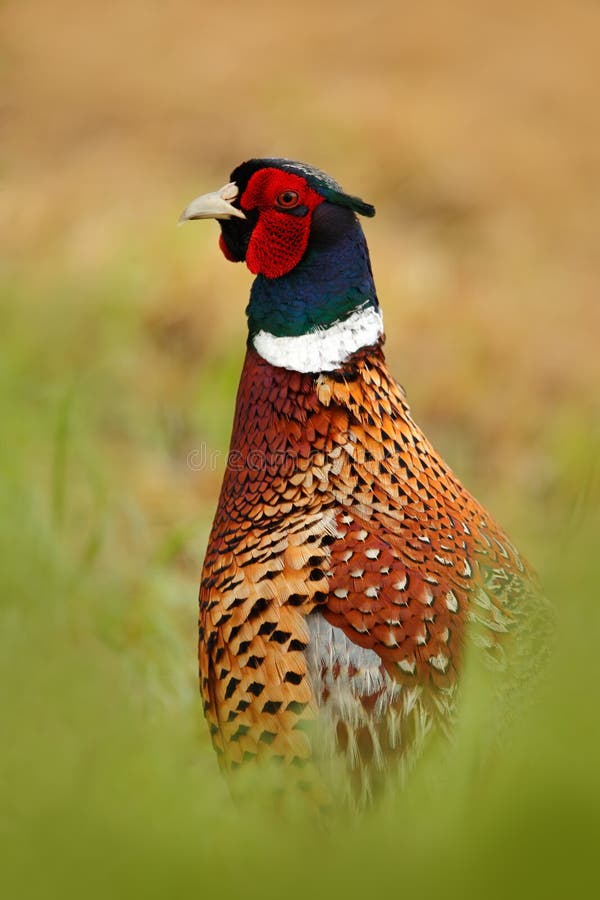 Common Pheasant, hidden portrait, bird with long tail on the green grass meadow, animal in the nature habitat, wildlife scene from France