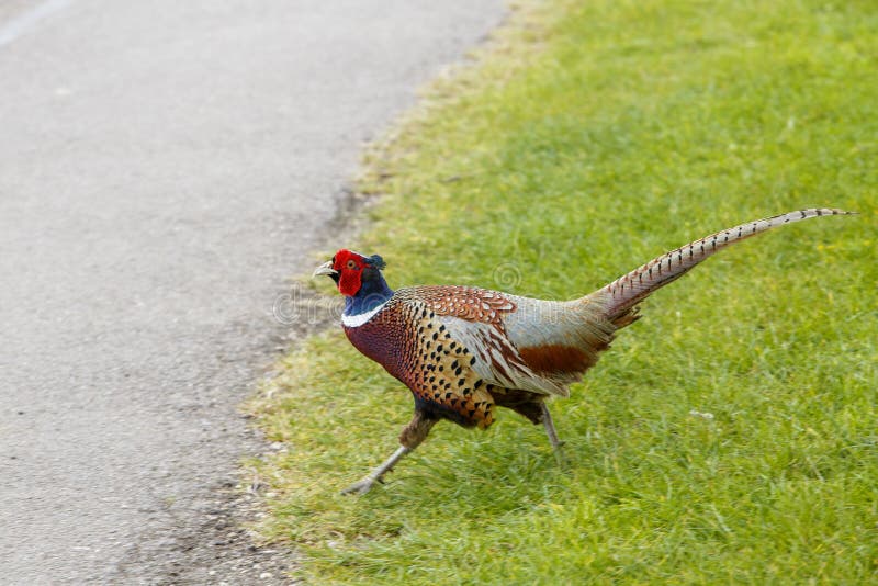 Common pheasant male Phasianus colchius, Ring-necked pheasant close up portrait of wildlife bird in natural habitat grassland and fields