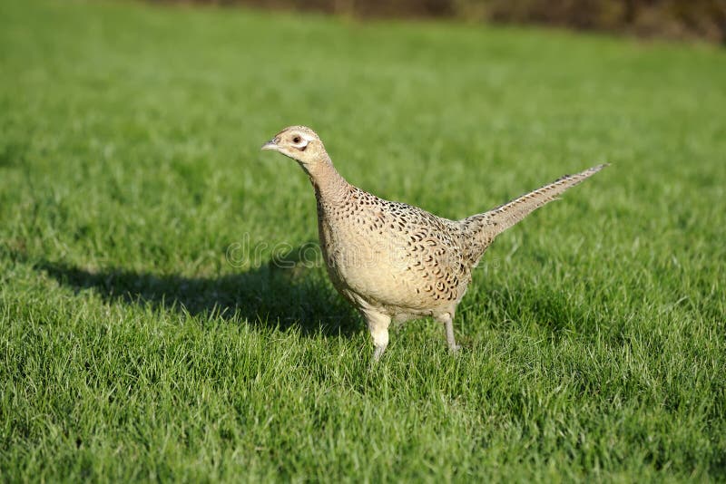 Common pheasant, phasianus colchicus