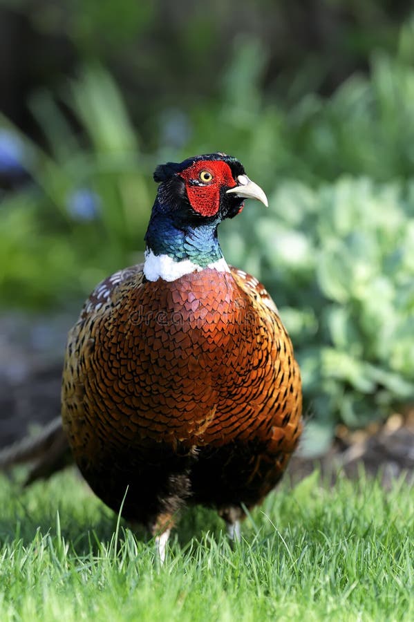 Common pheasant, phasianus colchicus