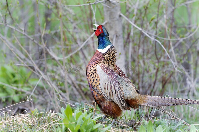 Common pheasant, phasianus colchicus