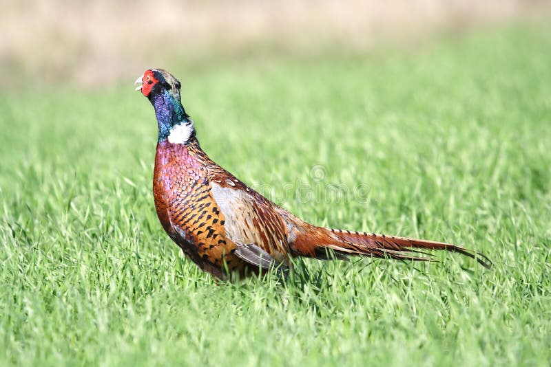 Common Pheasant ( Phasianus colchicus )