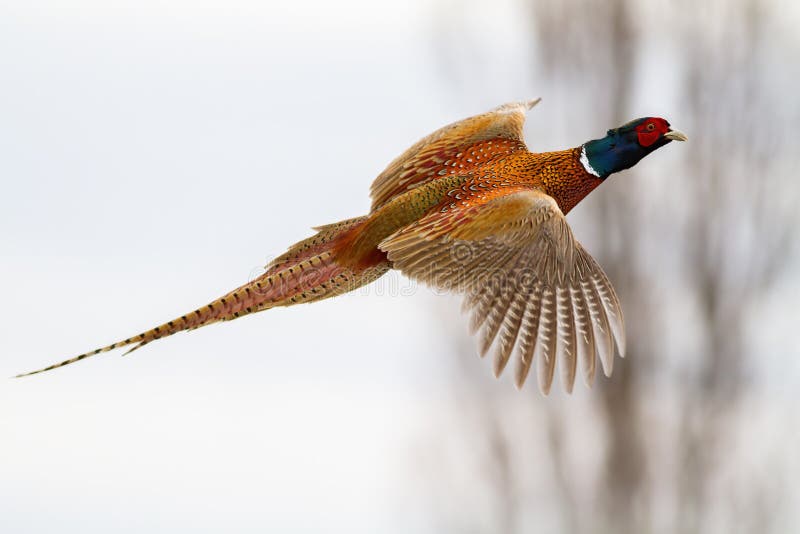 Common pheasant, phasianus colchicus, flying in the air in winter nature. Ring-necked bird with spread wings on the sky. Male brown feathered gamebird hovering in wintertime. Common pheasant, phasianus colchicus, flying in the air in winter nature. Ring-necked bird with spread wings on the sky. Male brown feathered gamebird hovering in wintertime.