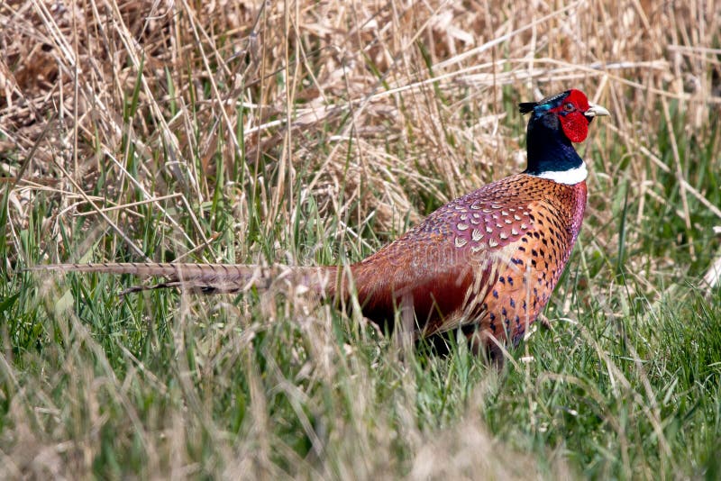 Wild bird, common pheasant Phasianus colchicus male in the grass.