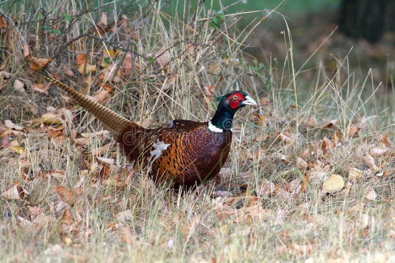 Wild bird, common pheasant (Phasianus colchicus) male in the grass.