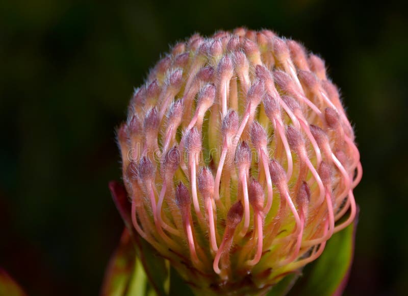 Common pincushion protea stock photo. Image of beige 27087886
