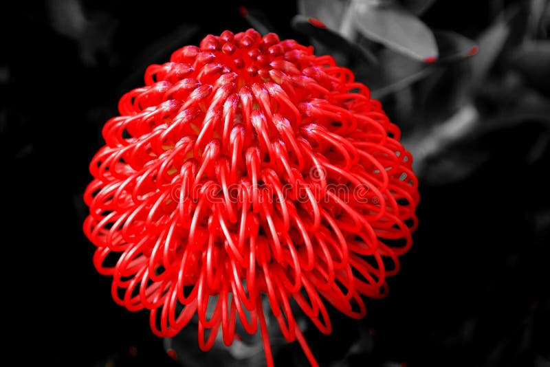 Common pincushion protea stock photo. Image of flower 94957138