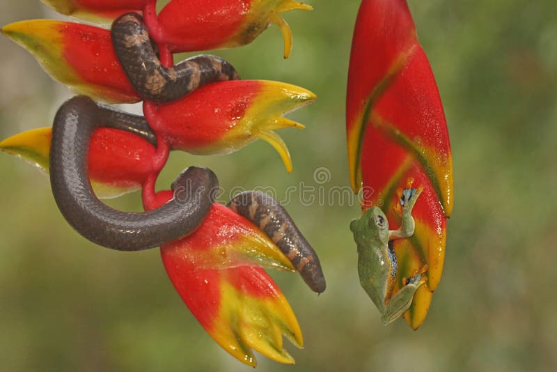 https://thumbs.dreamstime.com/b/common-pipe-snake-looking-prey-wild-banana-flower-common-pipe-snake-looking-prey-wild-banana-flower-254762793.jpg