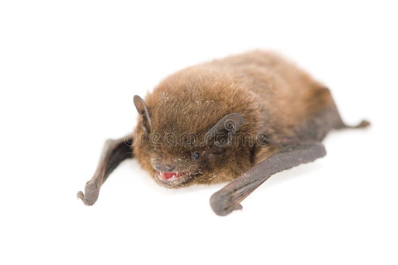 Baby Bat Sitting on Finger stock image. Image of wildlife 25665523